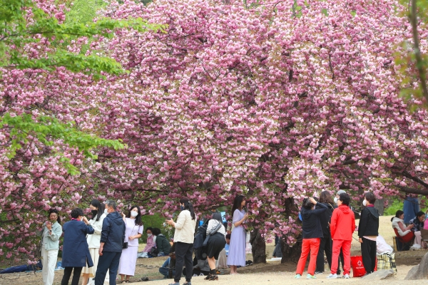 경주 불국사를 찾은 관광객들이 만개한 봄꽃을 구경하며 봄을 즐기고 있다.